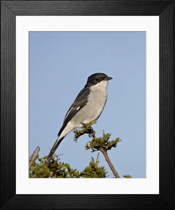 Framed Print : Fiscal flycatcher (Sigelus silens), Addo Elephant National Park, South Africa, Africa Framed Print : Fiscal flycatcher (Sigelus silens), Addo Elephant National Park, South Africa, Africa