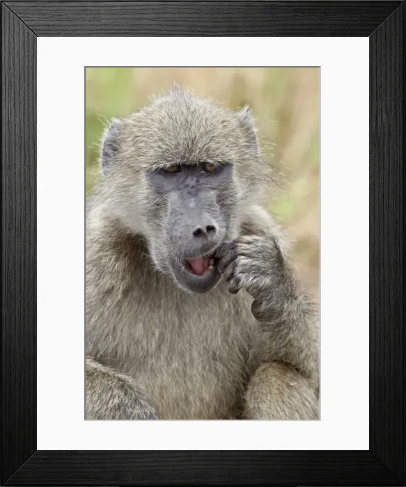 Framed Print : Chacma baboon (Papio ursinus) eating, Kruger National Park, South Africa, Africa Framed Print : Chacma baboon (Papio ursinus) eating, Kruger National Park, South Africa, Africa