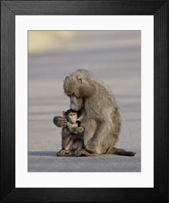 Framed Print : Infant Chacma baboon (Papio ursinus) nursing, Kruger National Park, South Africa, Africa Framed Print : Infant Chacma baboon (Papio ursinus) nursing, Kruger National Park, South Africa, Africa