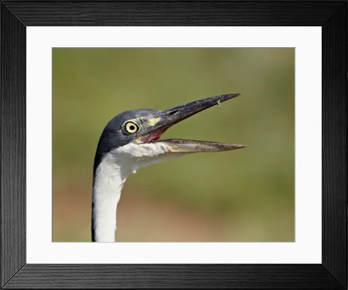 Framed Print : Black-headed heron (Ardea melanocephala) with its bill open, Addo Elephant National Park Framed Print : Black-headed heron (Ardea melanocephala) with its bill open, Addo Elephant National Park