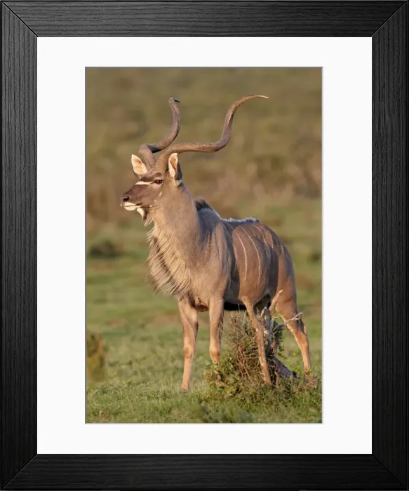 Framed Print : Greater kudu (Tragelaphus strepsiceros) buck marking its territory, Addo Elephant National Park Framed Print : Greater kudu (Tragelaphus strepsiceros) buck marking its territory, Addo Elephant National Park