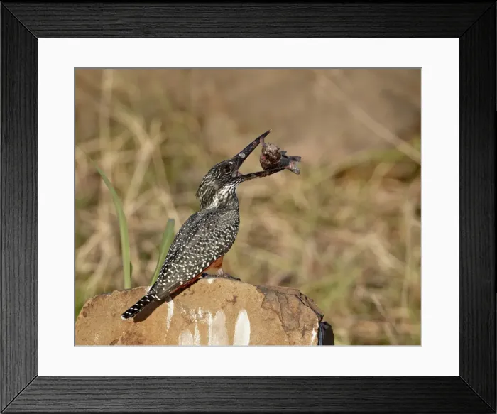 Framed Print : Giant kingfisher (Megaceryle maxima) with a fish, Kruger National Park Framed Print : Giant kingfisher (Megaceryle maxima) with a fish, Kruger National Park