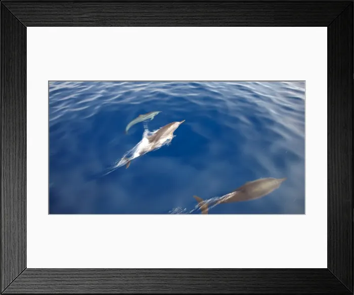 Framed Print : Dolphins, Maldives, Indian Ocean, Asia Framed Print : Dolphins, Maldives, Indian Ocean, Asia
