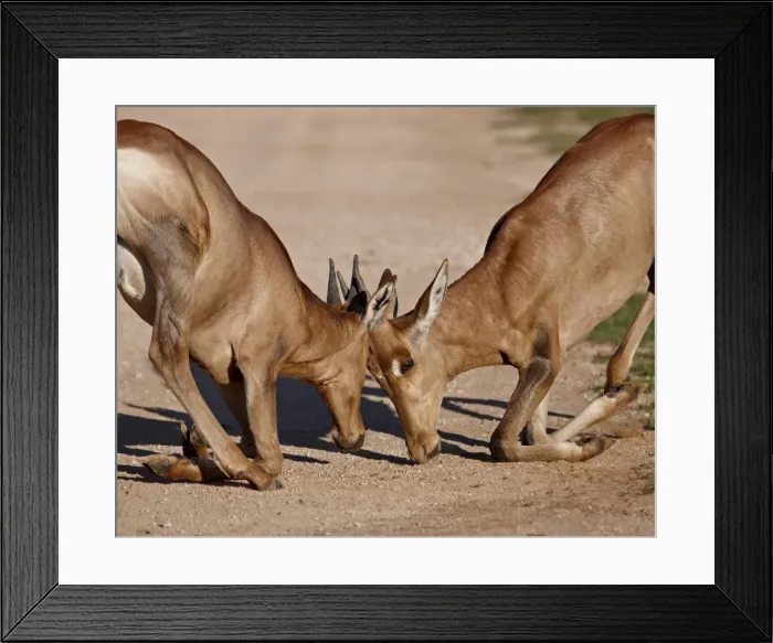 Framed Print : Two young red hartebeest (Alcelaphus buselaphus) sparring, Addo Elephant National Park Framed Print : Two young red hartebeest (Alcelaphus buselaphus) sparring, Addo Elephant National Park