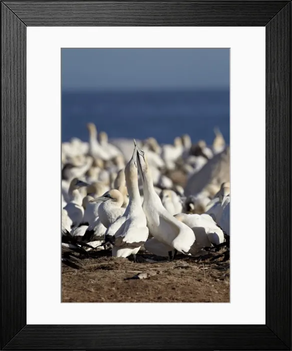 Framed Print : Two Cape gannets (Morus capensis) necking, Bird Island, Lamberts Bay Framed Print : Two Cape gannets (Morus capensis) necking, Bird Island, Lamberts Bay