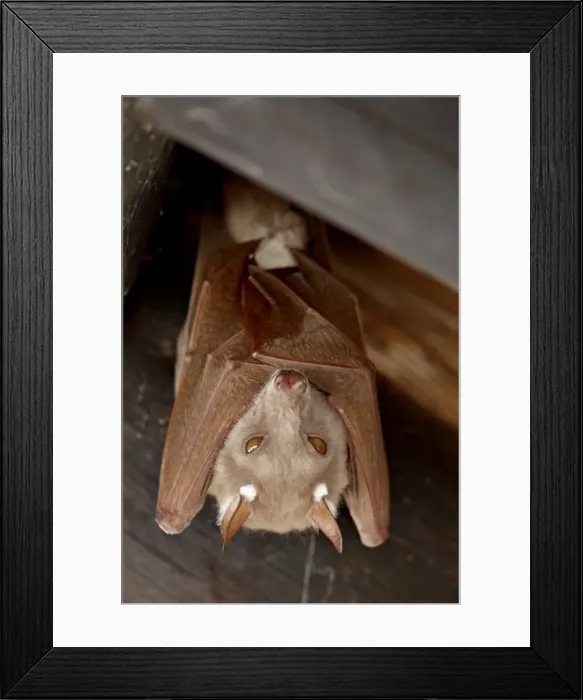 Framed Print : Wahlbergs epauletted fruit bat (Epomophorus wahlbergi) or Peters epauletted fruit bat Framed Print : Wahlbergs epauletted fruit bat (Epomophorus wahlbergi) or Peters epauletted fruit bat