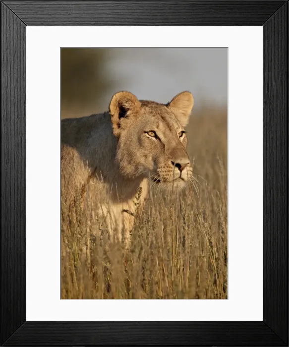 Framed Print : Lioness (Panthera leo), Kgalagadi Transfrontier Park, encompassing the former Kalahari Gemsbok National Park, South Framed Print : Lioness (Panthera leo), Kgalagadi Transfrontier Park, encompassing the former Kalahari Gemsbok National Park, South