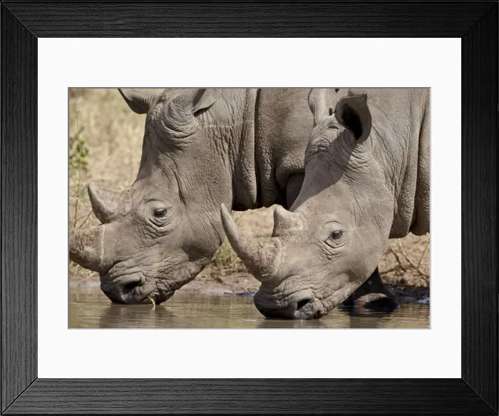 Framed Print : Two white rhinoceros (Ceratotherium simum) drinking, Kruger National Park Framed Print : Two white rhinoceros (Ceratotherium simum) drinking, Kruger National Park