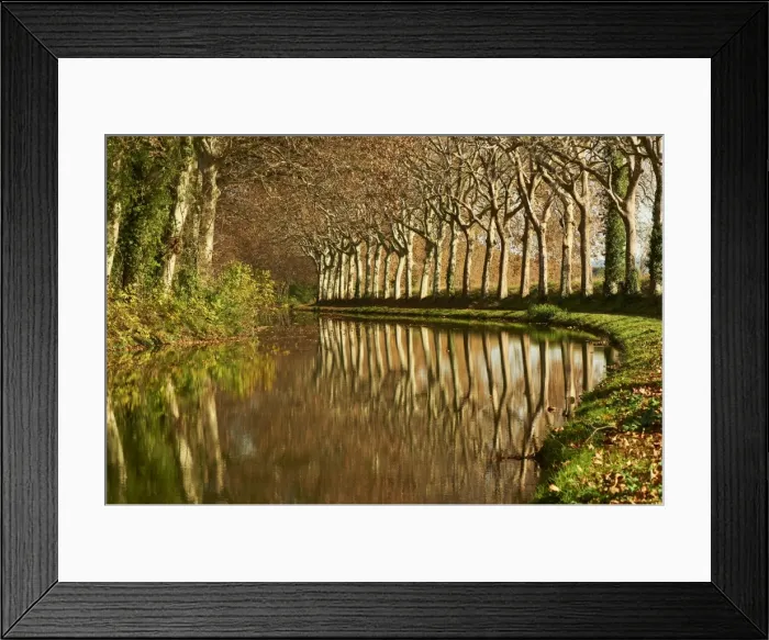 Framed Print : Yellow and red leaves in autumn along the Canal du Midi, UNESCO World Heritage Site Framed Print : Yellow and red leaves in autumn along the Canal du Midi, UNESCO World Heritage Site