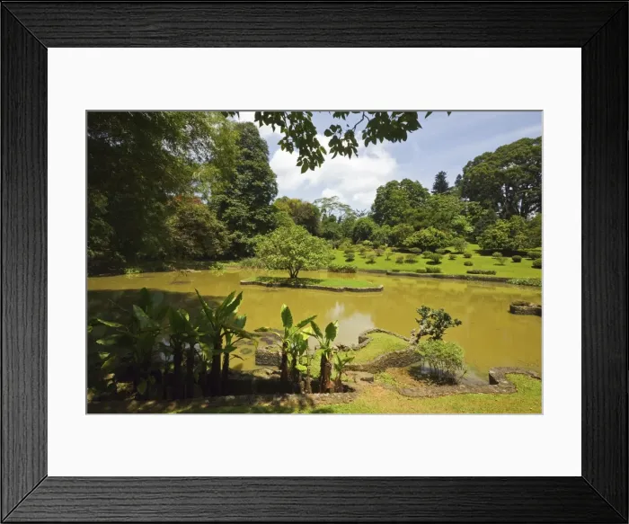 Framed Print : The lake by South Drive in the 60 hectare Royal Botanic Gardens at Peradeniya Framed Print : The lake by South Drive in the 60 hectare Royal Botanic Gardens at Peradeniya