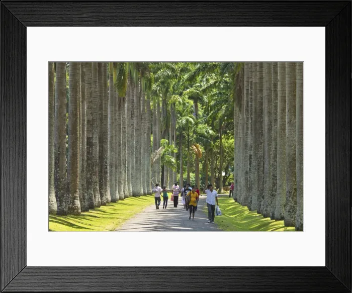 Framed Print : Cabbage Palm Avenue in the Royal Botanic Gardens, popular with families and young couples Framed Print : Cabbage Palm Avenue in the Royal Botanic Gardens, popular with families and young couples