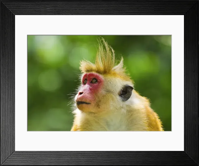 Framed Print : Toque macaque monkey, named for its hair, endangered, Royal Botanic Gardens Framed Print : Toque macaque monkey, named for its hair, endangered, Royal Botanic Gardens