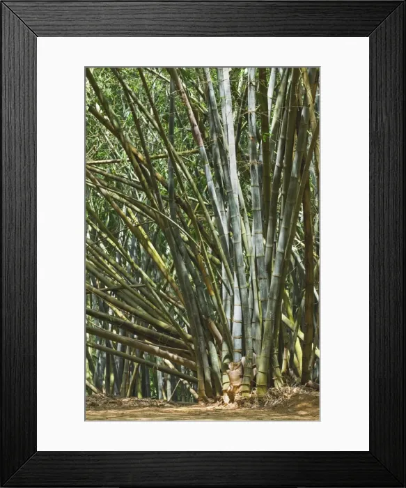 Framed Print : Giant Bamboo of Burma in the 60 hectare Royal Botanic Gardens, Peradeniya Framed Print : Giant Bamboo of Burma in the 60 hectare Royal Botanic Gardens, Peradeniya