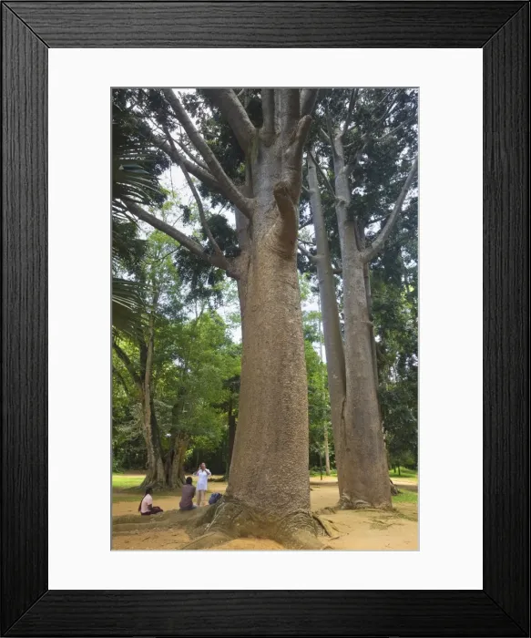 Framed Print : Tropical tree with large smooth trunk in the 60 hectare Royal Botanic Gardens at Peradeniya Framed Print : Tropical tree with large smooth trunk in the 60 hectare Royal Botanic Gardens at Peradeniya