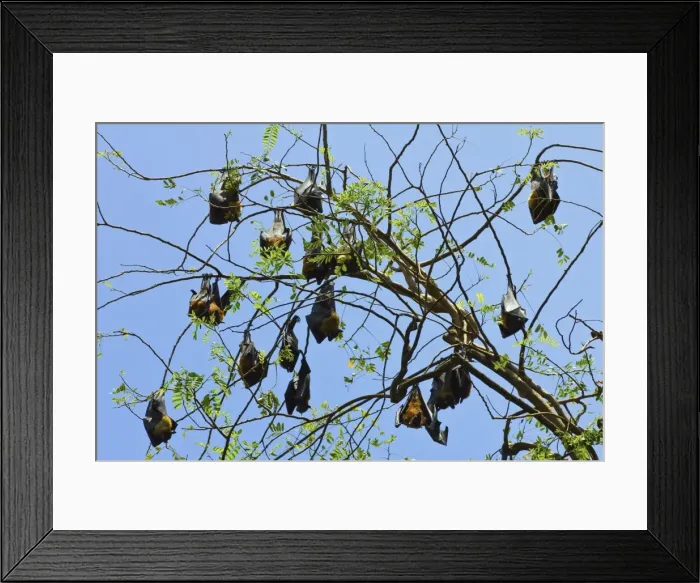 Framed Print : Indian flying-foxes (fruit bats) roosting in the 60 hectare Royal Botanic Gardens at Peradeniya Framed Print : Indian flying-foxes (fruit bats) roosting in the 60 hectare Royal Botanic Gardens at Peradeniya