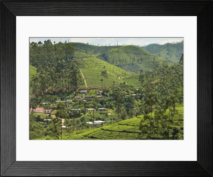 Framed Print : Village amidst tea plantations in the hill country between Hatton and Nuwara Eliya Framed Print : Village amidst tea plantations in the hill country between Hatton and Nuwara Eliya