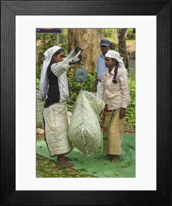 Framed Print : Plantation Tamil women weighing prized Uva tea in the Namunukula Mountains near Ella Framed Print : Plantation Tamil women weighing prized Uva tea in the Namunukula Mountains near Ella