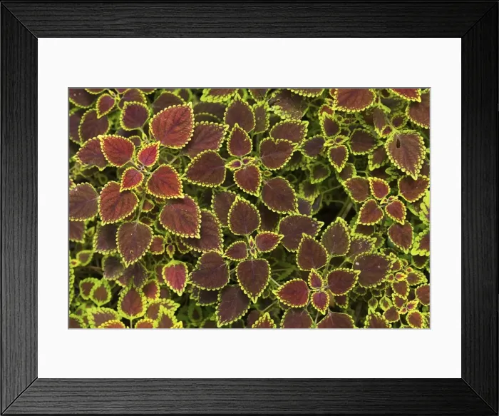 Framed Print : Colourful variegated Coleus or Painted Nettle, Royal Botanic Gardens, Peradeniya Framed Print : Colourful variegated Coleus or Painted Nettle, Royal Botanic Gardens, Peradeniya