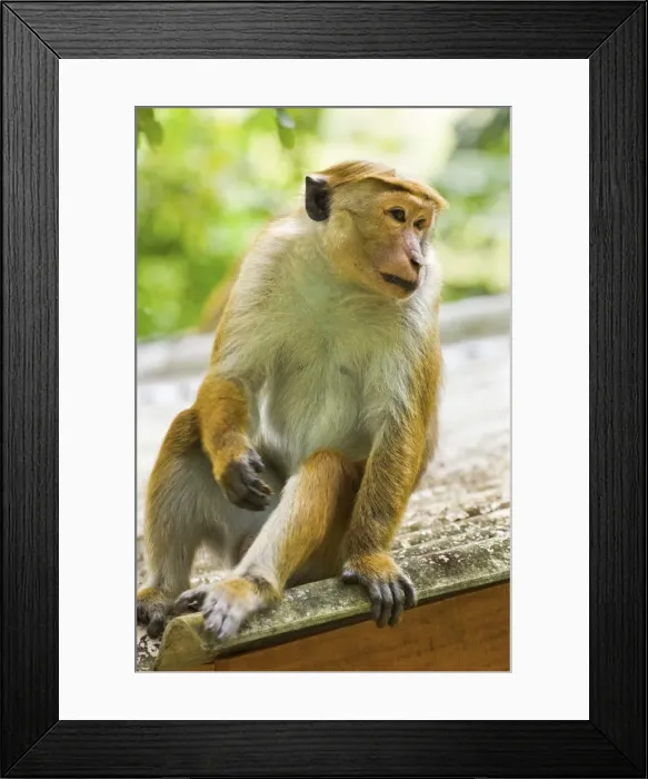 Framed Print : Toque macaque monkey, named for its hair, endangered, Royal Botanic Gardens Framed Print : Toque macaque monkey, named for its hair, endangered, Royal Botanic Gardens