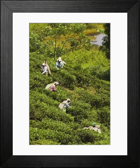 Framed Print : Plantation Tamil women picking prized highland Uva tea in Namunukula Mountains near Ella Framed Print : Plantation Tamil women picking prized highland Uva tea in Namunukula Mountains near Ella