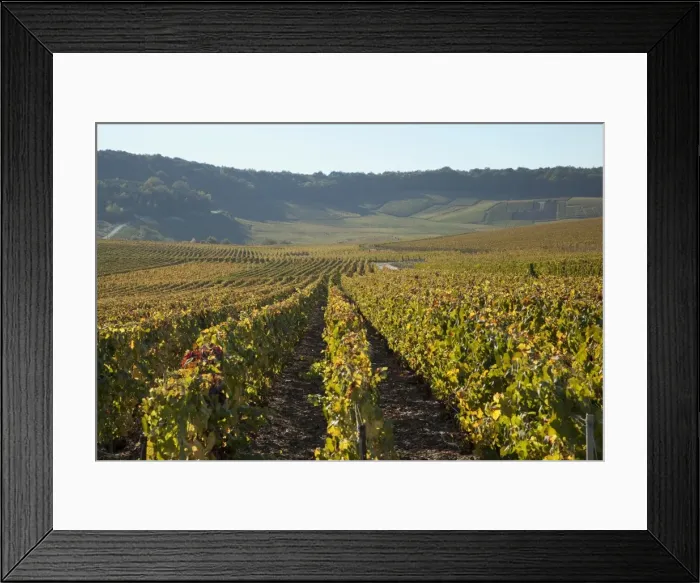 Framed Print : Vineyards near Avize, Champagne-Ardenne, France, Europe Framed Print : Vineyards near Avize, Champagne-Ardenne, France, Europe