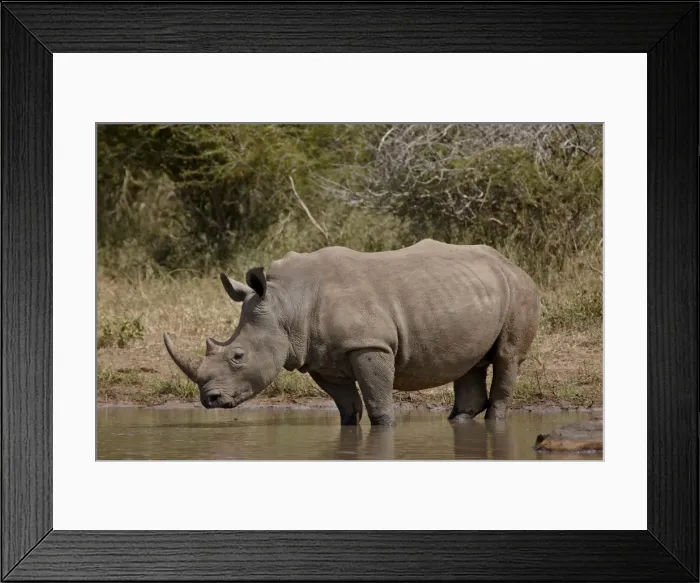 Framed Print : White rhinoceros (Ceratotherium simum), Kruger National Park, South Africa, Africa Framed Print : White rhinoceros (Ceratotherium simum), Kruger National Park, South Africa, Africa