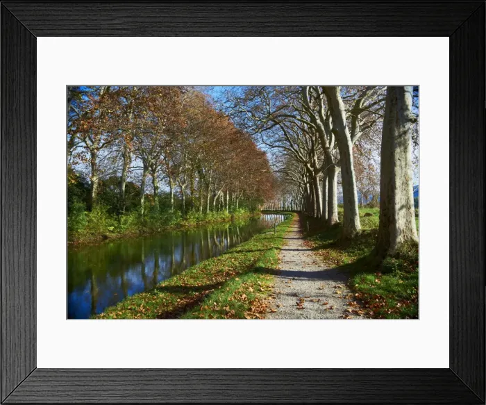 Framed Print : Yellow and red leaves in autumn along the Canal du Midi, UNESCO World Heritage Site Framed Print : Yellow and red leaves in autumn along the Canal du Midi, UNESCO World Heritage Site
