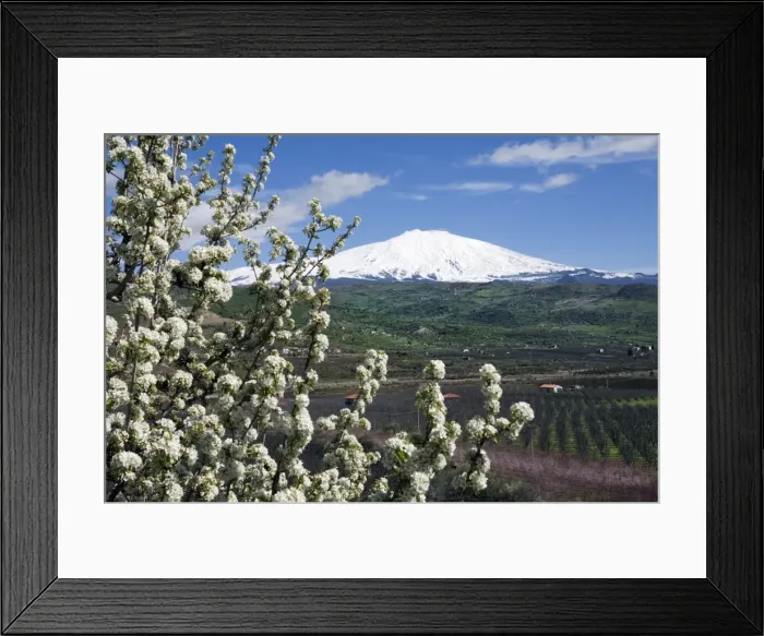 Framed Print : Blossom and Mount Etna, near Cesaro, Sicily, Italy, Europe Framed Print : Blossom and Mount Etna, near Cesaro, Sicily, Italy, Europe