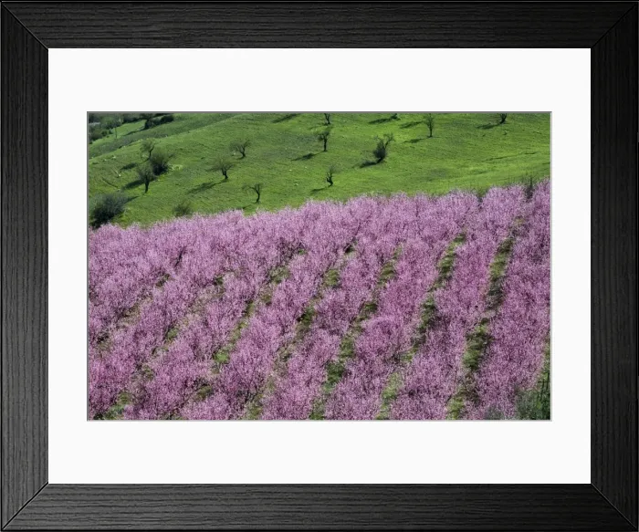 Framed Print : Pink almond blossom, near Cesaro, Sicily, Italy, Europe Framed Print : Pink almond blossom, near Cesaro, Sicily, Italy, Europe