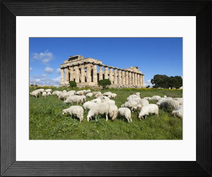 Framed Print : Selinus Greek Temple with flock of sheep, Selinunte, Sicily, Italy, Europe Framed Print : Selinus Greek Temple with flock of sheep, Selinunte, Sicily, Italy, Europe