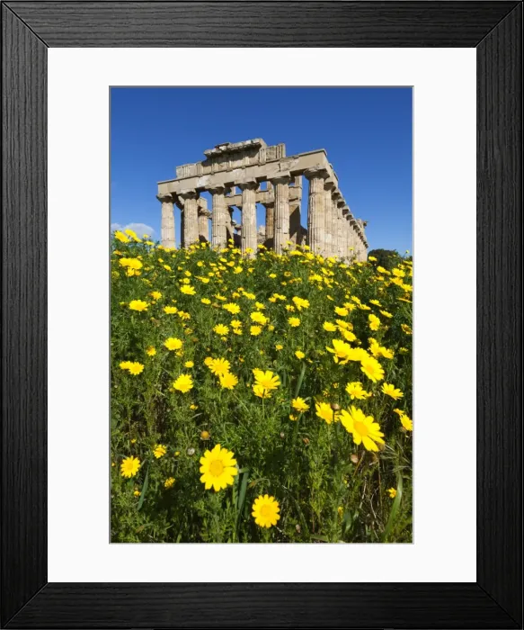 Framed Print : Selinus Greek Temple in spring, Selinunte, Sicily, Italy, Europe Framed Print : Selinus Greek Temple in spring, Selinunte, Sicily, Italy, Europe