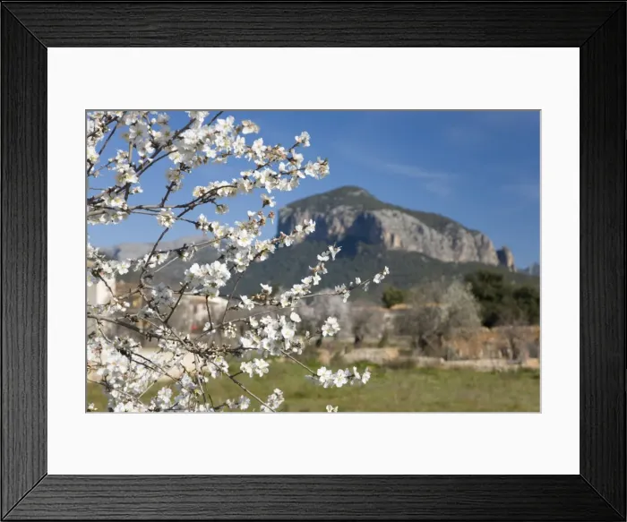 Framed Print : Almond tree (Prunus dulcis) in bloom and the Puig des Alcadena beyond Framed Print : Almond tree (Prunus dulcis) in bloom and the Puig des Alcadena beyond