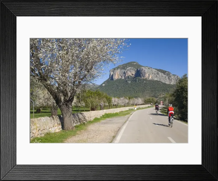 Framed Print : Cyclists on country road, Alaro, Mallorca, Balearic Islands, Spain, Europe Framed Print : Cyclists on country road, Alaro, Mallorca, Balearic Islands, Spain, Europe