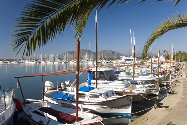 Traditional boats moored in the harbour, Port d Alcudia, Mallorca, Balearic Islands