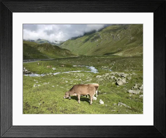 Framed Print : Swiss cows in alpine meadow, Canton Graubunden, Switzerland, Europe