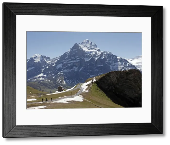 Framed Print : View from Grindelwald-First to Wetterhorn, Bernese Oberland, Swiss Alps Framed Print : View from Grindelwald-First to Wetterhorn, Bernese Oberland, Swiss Alps