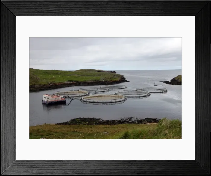 Framed Print : Salmon farm, Out Skerries, Shetland, Scotland, United Kingdom, Europe Framed Print : Salmon farm, Out Skerries, Shetland, Scotland, United Kingdom, Europe