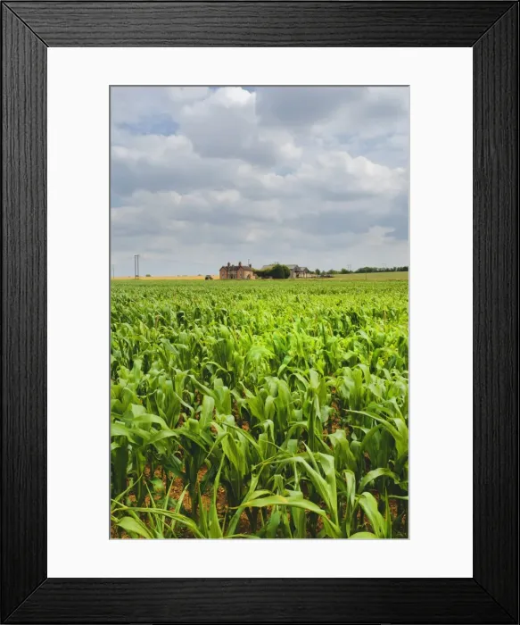 Framed Print : Field of maize with farmhouse in distance, Warwickshire, England, United Kingdom, Europe Framed Print : Field of maize with farmhouse in distance, Warwickshire, England, United Kingdom, Europe