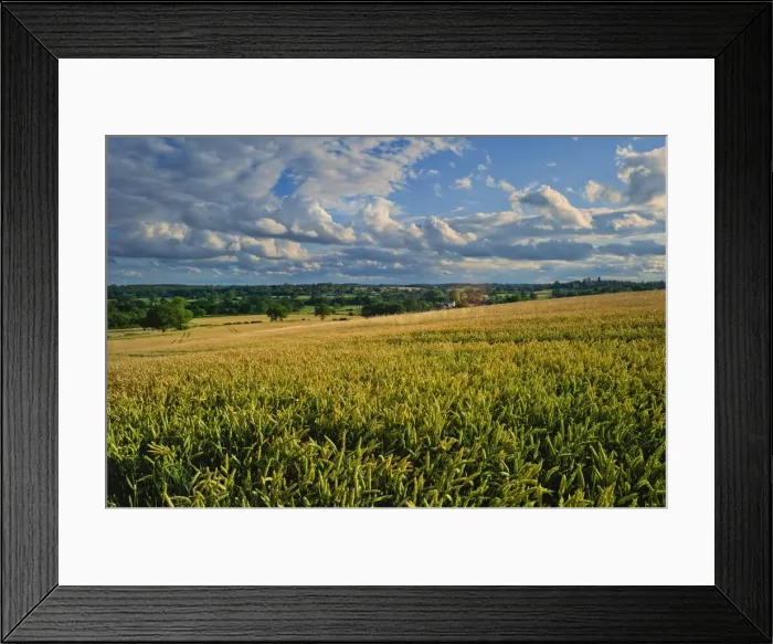 Framed Print : Wheatfield, Warwickshire, England, United Kingdom, Europe Framed Print : Wheatfield, Warwickshire, England, United Kingdom, Europe