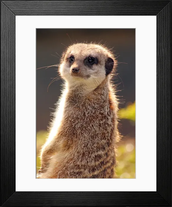 Framed Print : Meerkat (suricate) (Suricata suricatta), a small mammal belonging to the mongoose family Framed Print : Meerkat (suricate) (Suricata suricatta), a small mammal belonging to the mongoose family