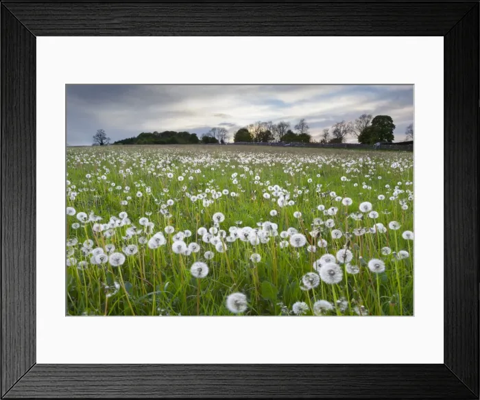 Framed Print : Field of dandelion seedheads near Stow on the Wold, Gloucestershire, Cotswolds Framed Print : Field of dandelion seedheads near Stow on the Wold, Gloucestershire, Cotswolds