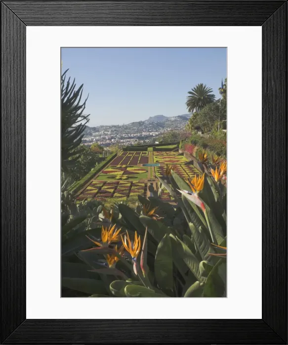 Framed Print : Bird of Paradise flowers, Botanical Gardens, Funchal, Madeira, Portugal, Atlantic, Europe Framed Print : Bird of Paradise flowers, Botanical Gardens, Funchal, Madeira, Portugal, Atlantic, Europe
