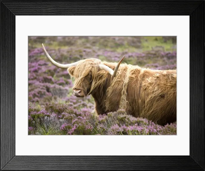 Framed Print : Highland cow grazing among heather near Drinan, on road to Elgol, Isle of Skye Framed Print : Highland cow grazing among heather near Drinan, on road to Elgol, Isle of Skye