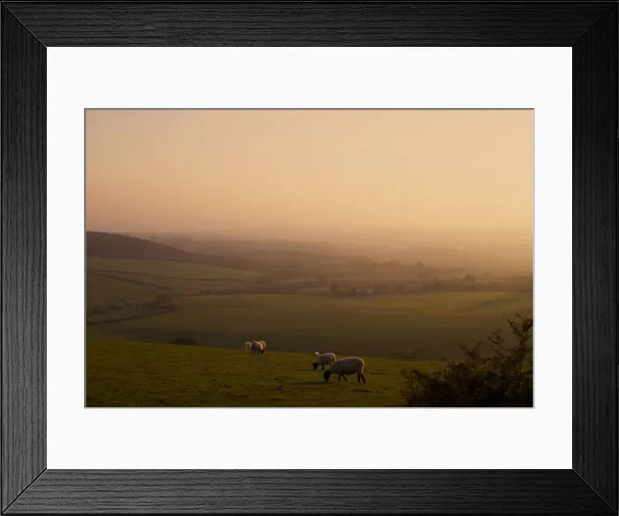 Framed Print : Sheep at sunset, near Sidmouth, Devon, England, United Kingdom, Europe Framed Print : Sheep at sunset, near Sidmouth, Devon, England, United Kingdom, Europe