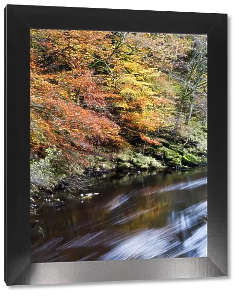 Autumn colours by the River Wharfe in Strid Wood, Bolton Abbey, Yorkshire
