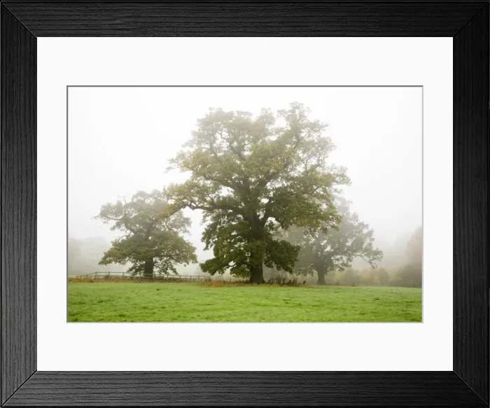 Framed Print : Autumn trees at Jacob Smith Park, Knaresborough, North Yorkshire, Yorkshire Framed Print : Autumn trees at Jacob Smith Park, Knaresborough, North Yorkshire, Yorkshire