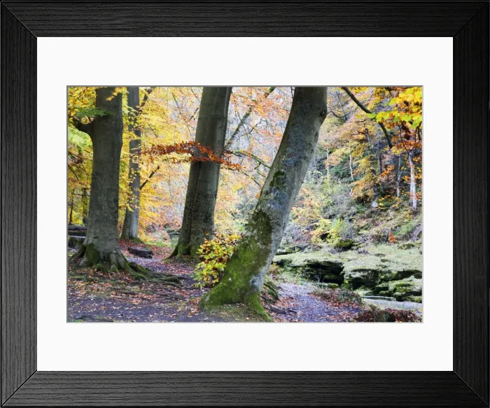 Framed Print : Autumn trees by The Strid in Strid Wood, Bolton Abbey, Yorkshire, England Framed Print : Autumn trees by The Strid in Strid Wood, Bolton Abbey, Yorkshire, England