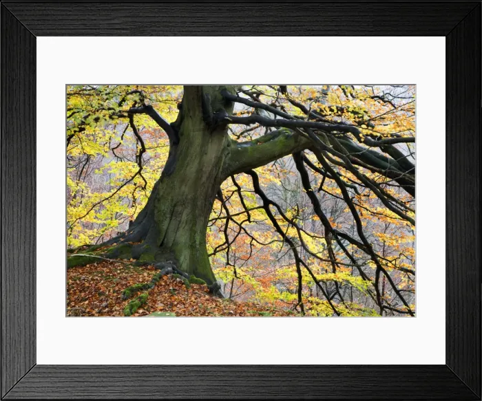Framed Print : Autumn tree, Bolton Abbey, Yorkshire, England, United Kingdom, Europe Framed Print : Autumn tree, Bolton Abbey, Yorkshire, England, United Kingdom, Europe
