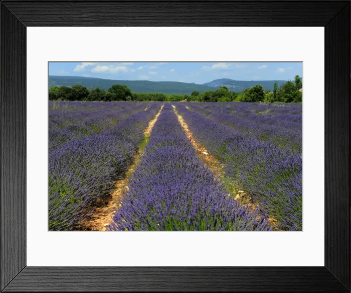 Framed Print : Lavender fields around Roussillon, Parc Naturel Regional du Luberon, Vaucluse Framed Print : Lavender fields around Roussillon, Parc Naturel Regional du Luberon, Vaucluse