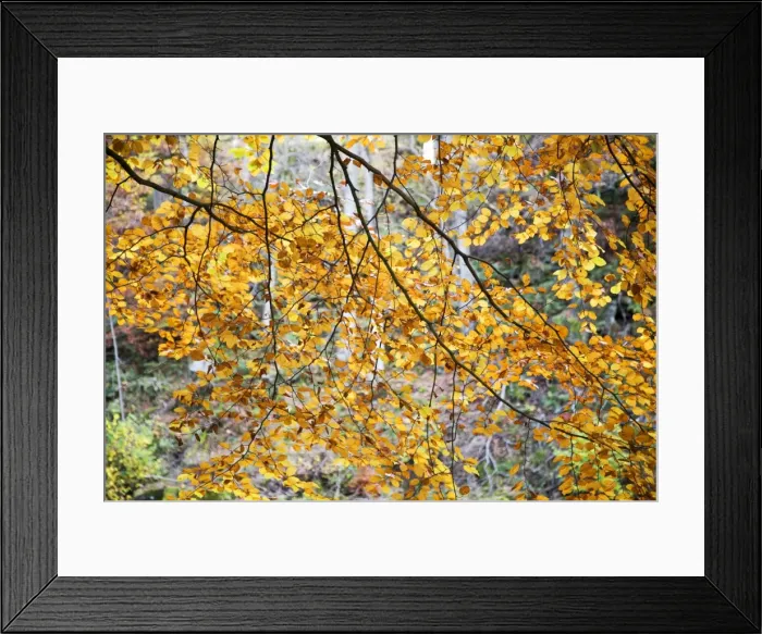 Framed Print : Backlit autumn leaves in Strid Wood, Bolton Abbey, Yorkshire, England, United Kingdom Framed Print : Backlit autumn leaves in Strid Wood, Bolton Abbey, Yorkshire, England, United Kingdom